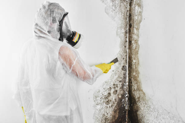 Best Mold Damage Repair  in Flora, MS
