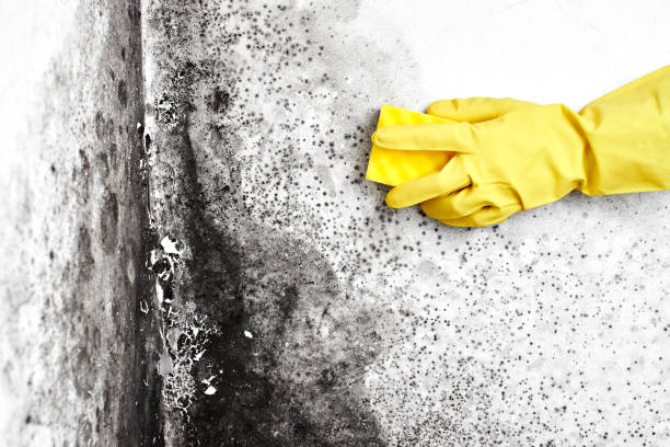 Attic Mold Removal in Flora, MS