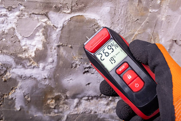 Best Best Mold Removal Companies  in Flora, MS