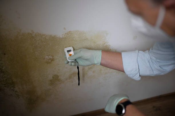 Best Mold Removal Company Near Me  in Flora, MS