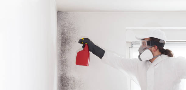 Best Toxic Mold Removal  in Flora, MS