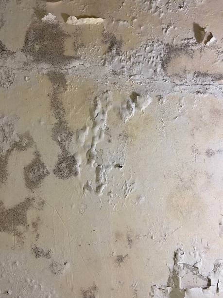 Best Mold Remediation Services  in Flora, MS