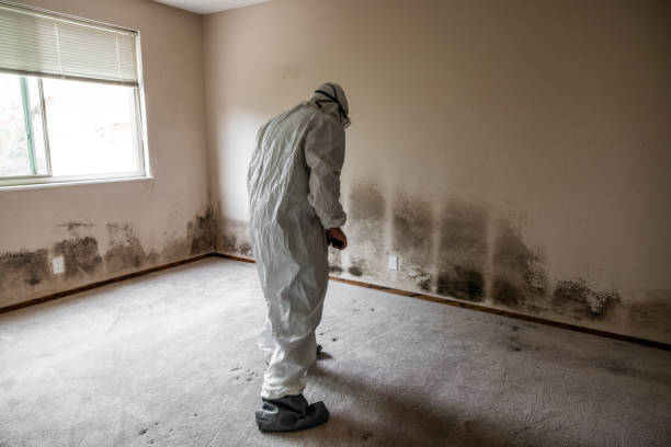 Best Office Mold Removal Services  in Flora, MS